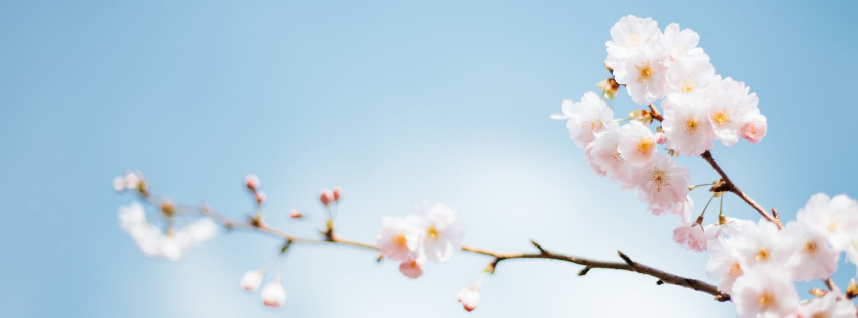 芷莲
